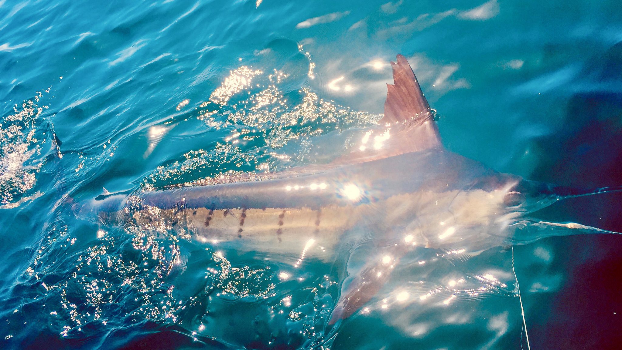 Wasabi Fishing - Striped Marlin