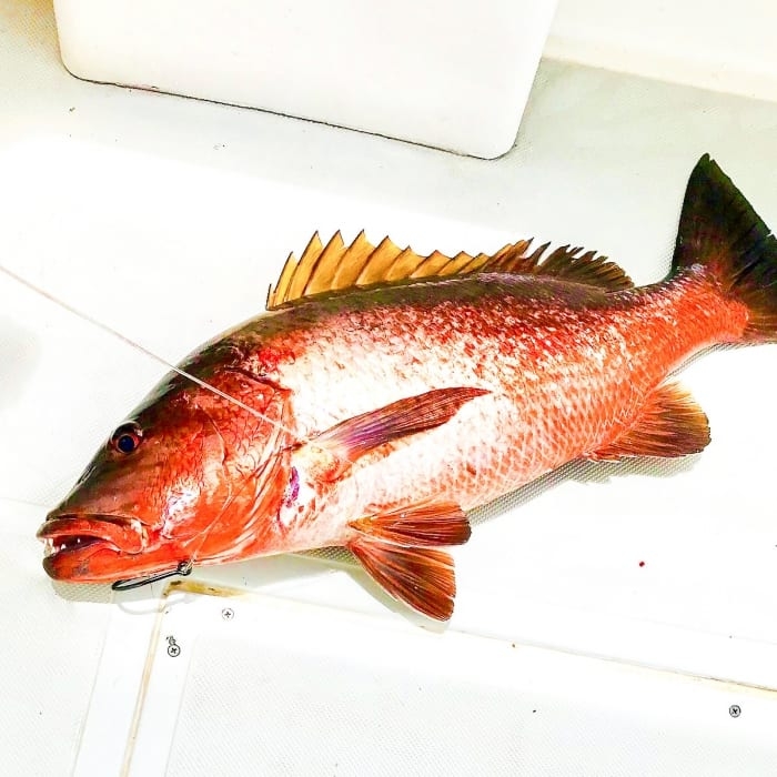 Wasabi Fishing - Red Snapper