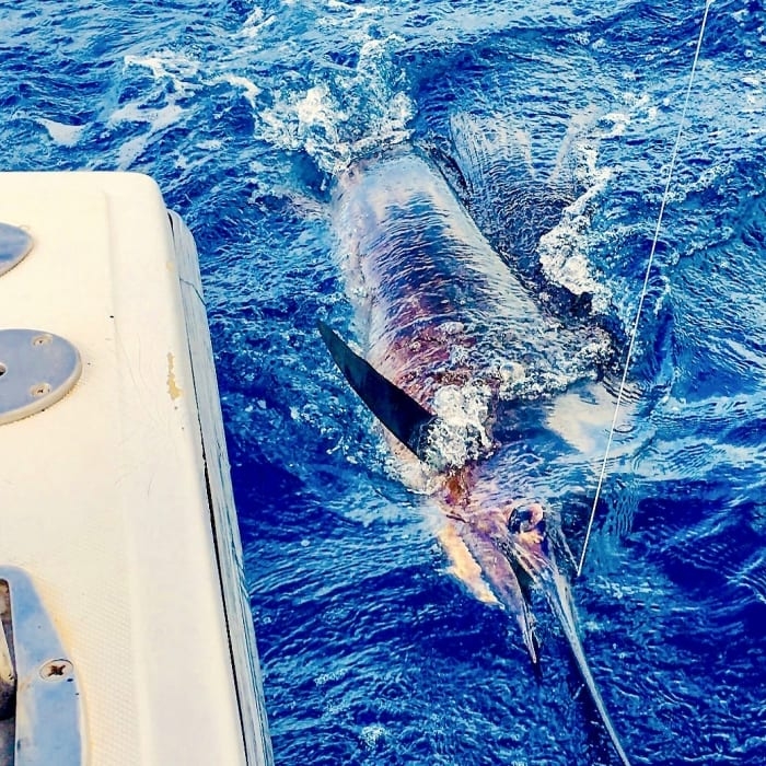Wasabi Fishing - Blue Marlin